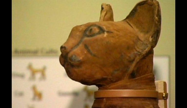 Jane O'Brien looks around the Smithsonian's collection of mummified animals