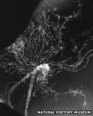 An x-ray scan of a solitary hydroid, similar to a sea anemone 