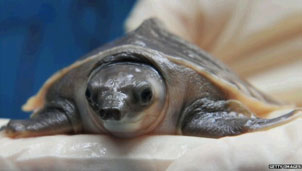 The closest living relative is probably the distinctive pig-nosed turtle 