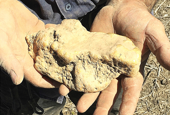  For an Australian prospector who’s gone metal detecting on weekends for the past 10 years, persistence paid off with the discovery of a 145-ounce gold nugget. Image courtesy of Minelab.