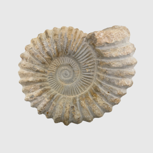 Ammonite